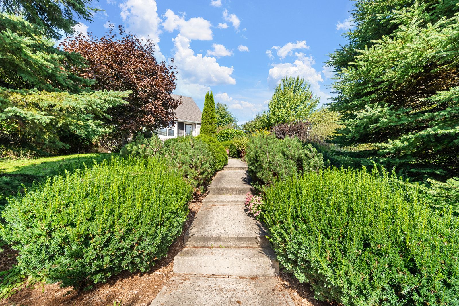 Flagstone path between the hedges